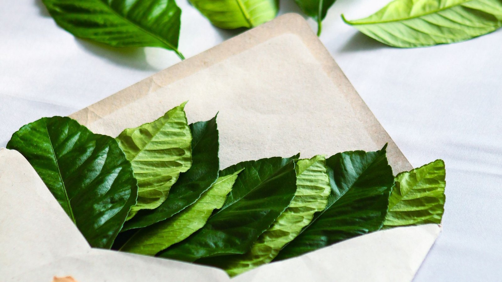 Des feuilles vertes posées sur un emballage