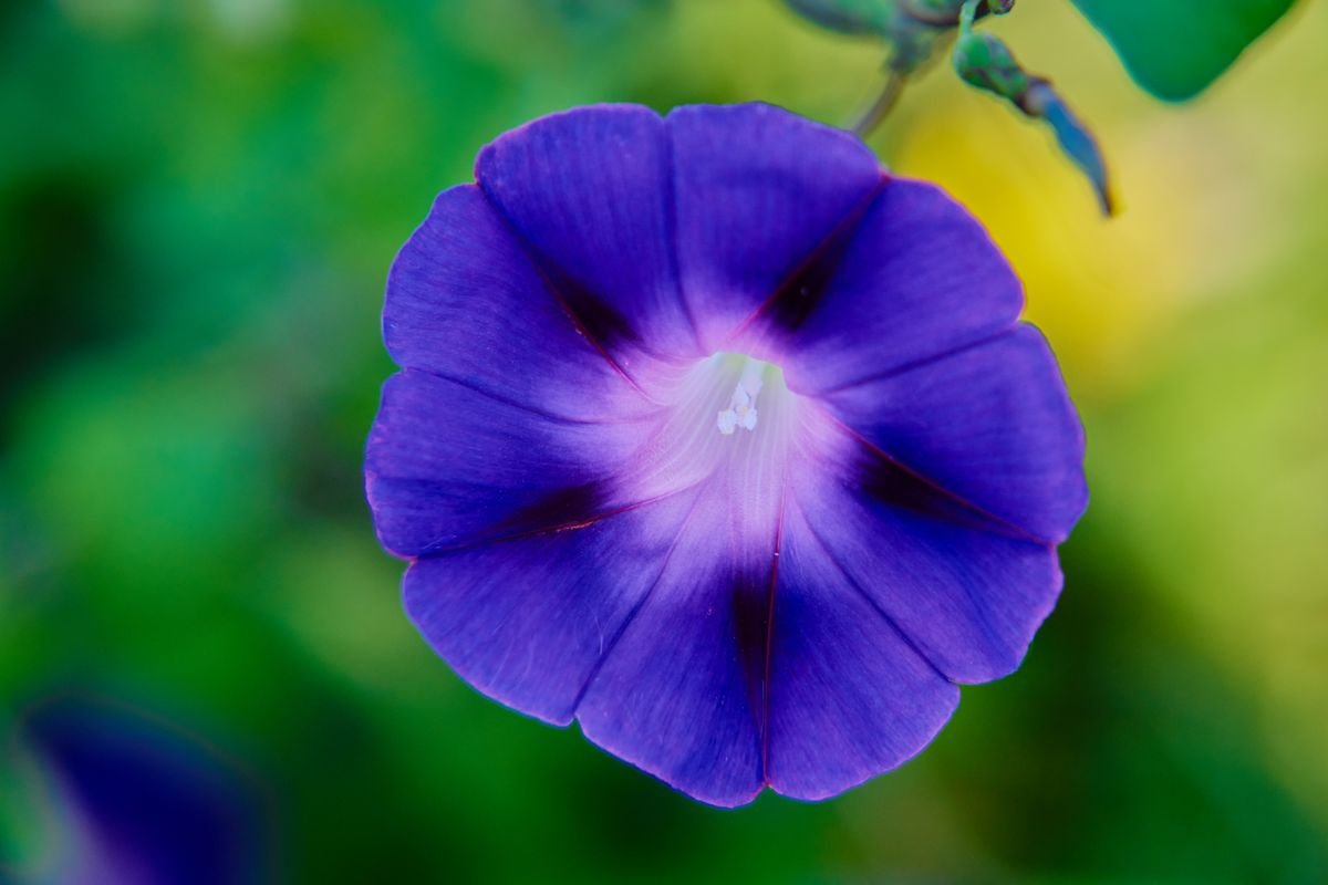 Un superbe gros plan d'une fleur d'ipomée violette avec un fond vert luxuriant