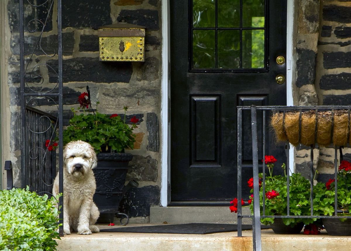 Charmante véranda avec un chien assis à côté des géraniums